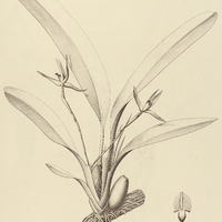2. MAXILLARIA pauciflora