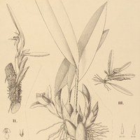 3. MAXILLARIA I.Desvauxiana, II.imbricata, III. pterocarpa
