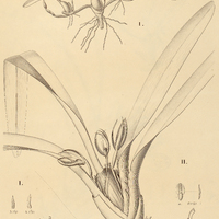 4. MAXILLARIA I. divaricata, II. Rodriguesii