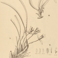5. MAXILLARIA I. chrysantha var. macrobulbosa, II. carinat a.