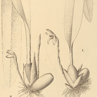 6. MAXILLARIA I. leucaimata, Il.var. longifolia.