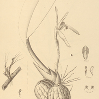 7. MAXILLARIA I. robusta, II. vernicosa, III. vitelliniflora.