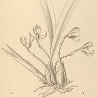 8. MAXILLARIA I. picta var. rupestris, II. Heismanniana.