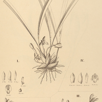 9. MAXILLARIA I. lilacina,H.polyantha,III.phoenicanthera, IV. serotina.