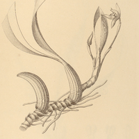 10. MAXILLARIA marginata.