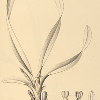 11. MAXILLARIA longifolia.