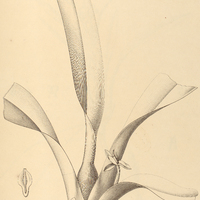 12. MAXILLARIA villosa