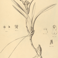 13. MAXILLARIA rigida.