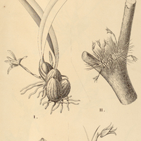14. MAXILLARIA I. monantha, II. echiniphyta.