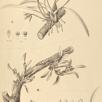 15. MAXILLARIA I. gracilis,II. pumila, III. Parahybunensis.