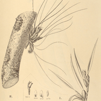 16. MAXILLARIA I.Ferdinandiana, II. acicularis.