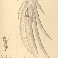 17. MAXILLARIA I. Paranaensis, II.iridifolia.