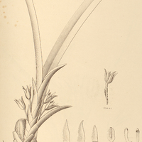 18. MAXILLARIA alba.