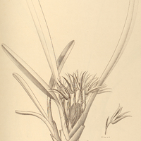 19. MAXILLARIA chlorantha.