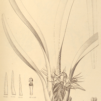 20. MAXILLARIA ochroleuca.