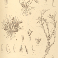 21. MAXILLARIA I. crocea, II. Neowiedei, III. uncata.