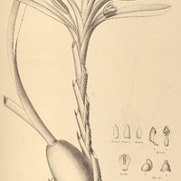 22. CAMARIDIUM robustum.