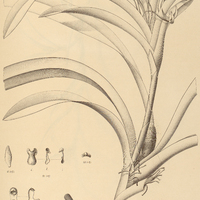 23. CAMARIDIUM pendulum.