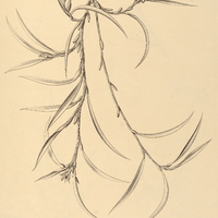 24. ORNITHIDIUM squamatum.