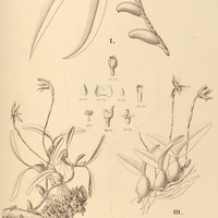 25. ORNITHIDIUM I. chloroleucum, I. ceriferum, III. flavoviride.
