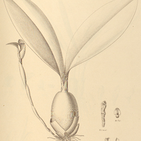 26. TRIGONIDIUM macranthum.