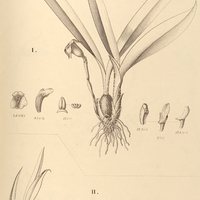 27. I. TRIGONIDIUM obtusum, II. WARMINGIA Löfgrenii.