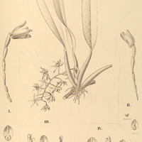 28. MAXILLARIA I. xanthosia, II. Yauaperyensis. MACRADENIA III. rubescens, IV. Paraensis.