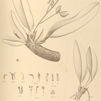 29. I. MACRADENIA Regnellii, II. NOTYLIA hemitricha