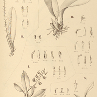 30. NOTYLIA I. inversa, II. pubescens, III. nemorosa, IV. Yauaperyensis