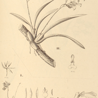 31. I. NOTYLIA rosea. RODRIGUEZIA II. maculata, III. var sexeristata.