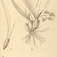 32. RODRIGUEZIA I. maculata var. bicristata, II. bifolia.