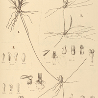 33. RODRIGUEZIA I. eleutherosepala, II. microphyta.