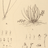 34. I. RODRIGUEZIA uliginosa, II. QUEQUETTIA microscopica