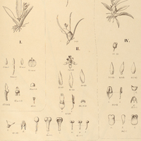35. I. PLECTROPHORA cultrifolia, QUEQUETTIA II. micromera, IIII. carinata, IV. Therasiae.