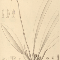 36. EULOPHIDIUM maculatum.