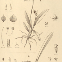 37. I. TELIPOGON latifolium. II. SAUNDERSIA mirabilis