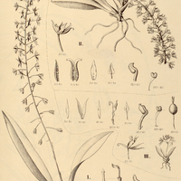38. NOTYLIA I. aromatica, II. sagittifera, III. Wullschlaegeliana.