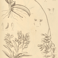 39. RODRIGUEZIA I. obtusifolia, II. pubescens.