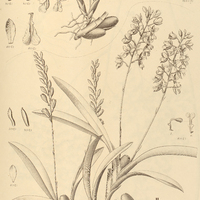 40. RODRIGUEZIA I. venusta, II. secunda.