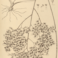 41. JONOPSIS paniculata