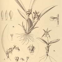 43. I. TRICHOPILIA mutica, II. ASPASIA lunata, III. variegata.