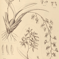 44. COCHLIODA I. sanguinea, II. vulcanica.