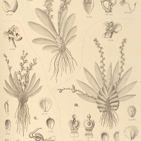 45. I. ZYGOSTATES lunata, II. ORNITHOCEPHALUS falcatus, III. avicula.