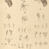 46. CENTROGLOSSA I. tripollinica, II. macroceras, III. PLATYRHIZA quadricolor.