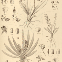 47. ORNITHOCEPHALUS I. grandiflorus, II. myrticola, III. multiflorus.