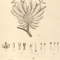 48. I. ORNITHOCEPHALUS cujeticola, II. PHYMATIDIUM myrtophilum.