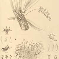 49. I. DIPTERANTHUS pseudobulbiferus, H. PHYMATIDIUM tillandsioides.