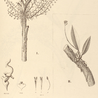 50. I. PHYMATIDIUM hysteranthum, II. SANDERELLA discolor.
