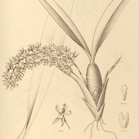 51. GOMEZA planifolia.