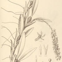 53. GOMEZA Glaziovii.